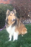 Mollie the Collie