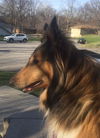 Mollie the Collie
