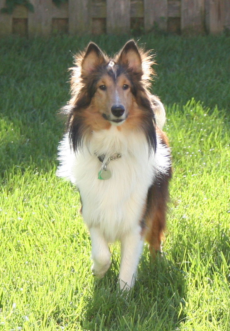 Mahogany sable hot sale sheltie