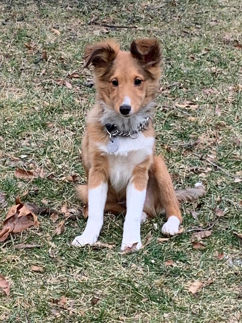 5 month best sale old sheltie