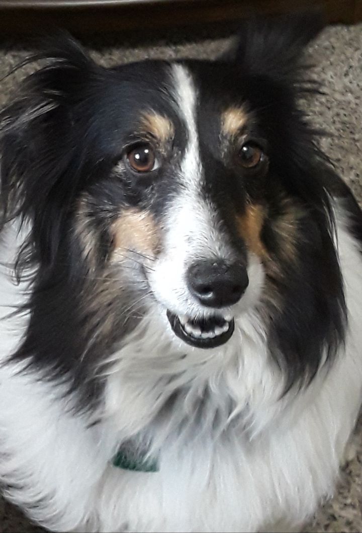 Sheltie Rescue Sc Phoebe's Web Page | Kansas City Sheltie Rescue