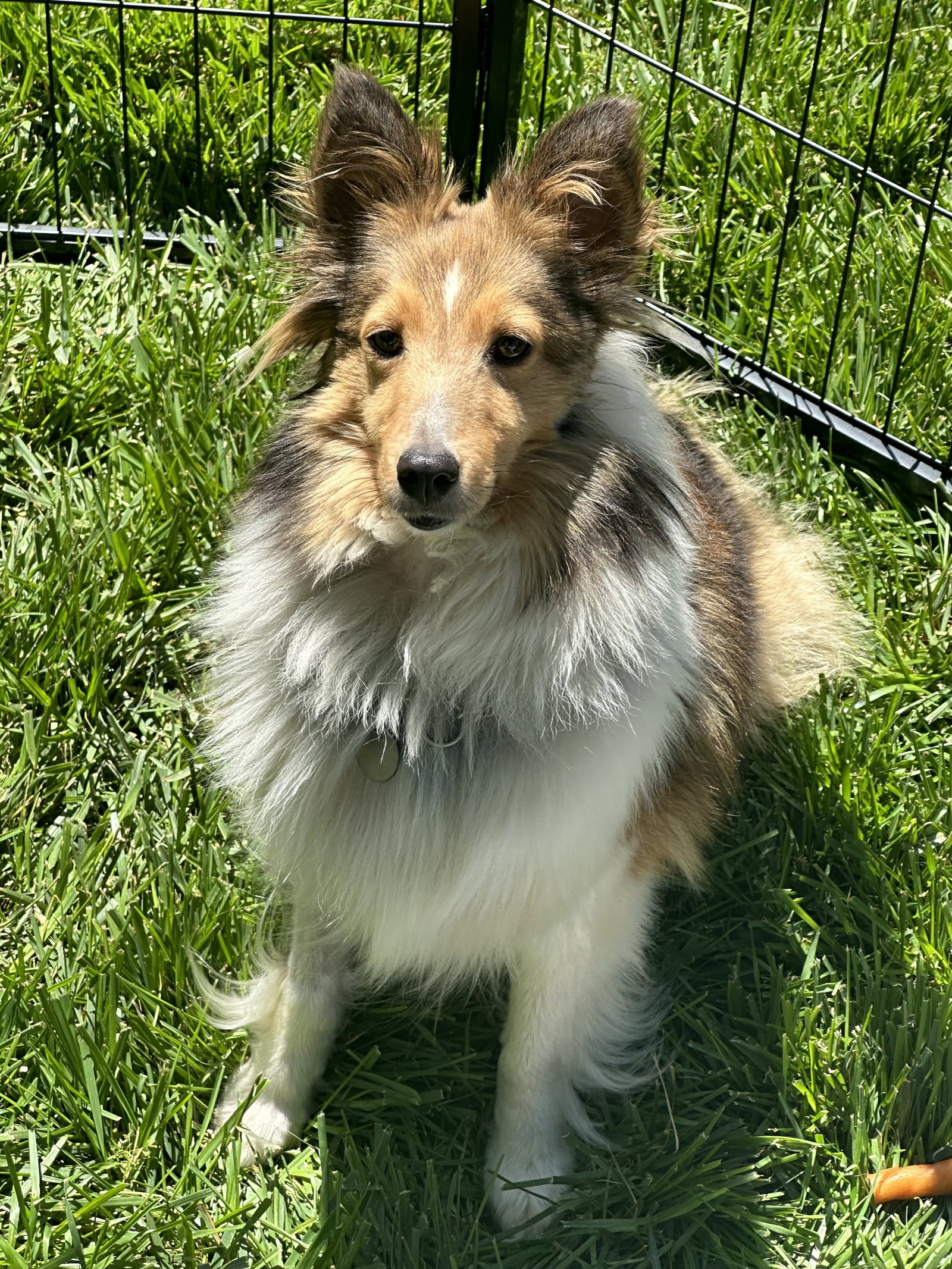 Sheltie Rescue Sc Missy 2024's Web Page | Kansas City Sheltie Rescue