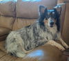 Charlee