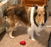 Gwenie