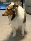 Gwenie