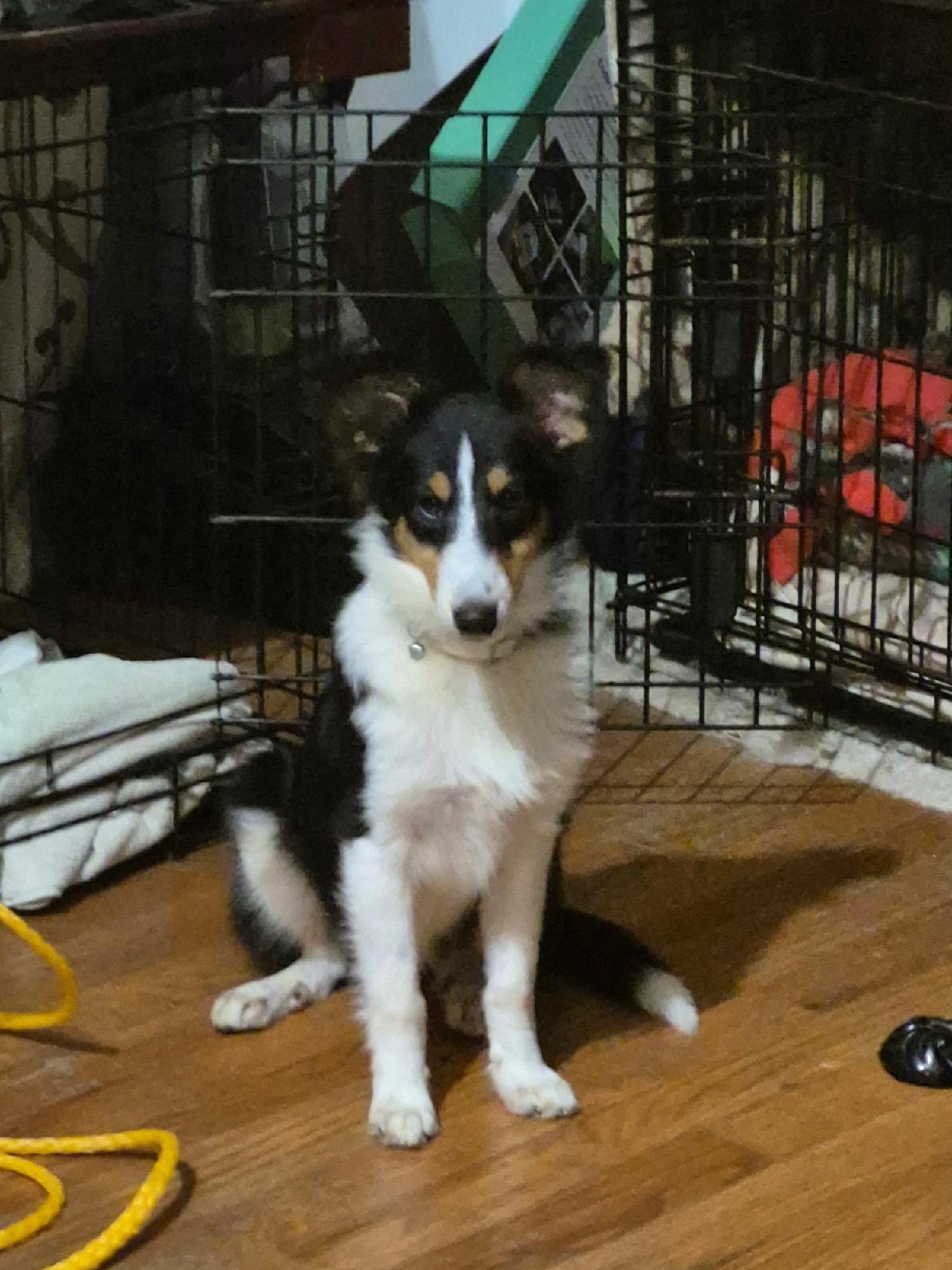 Tia, Shetland Sheepdog Sheltie