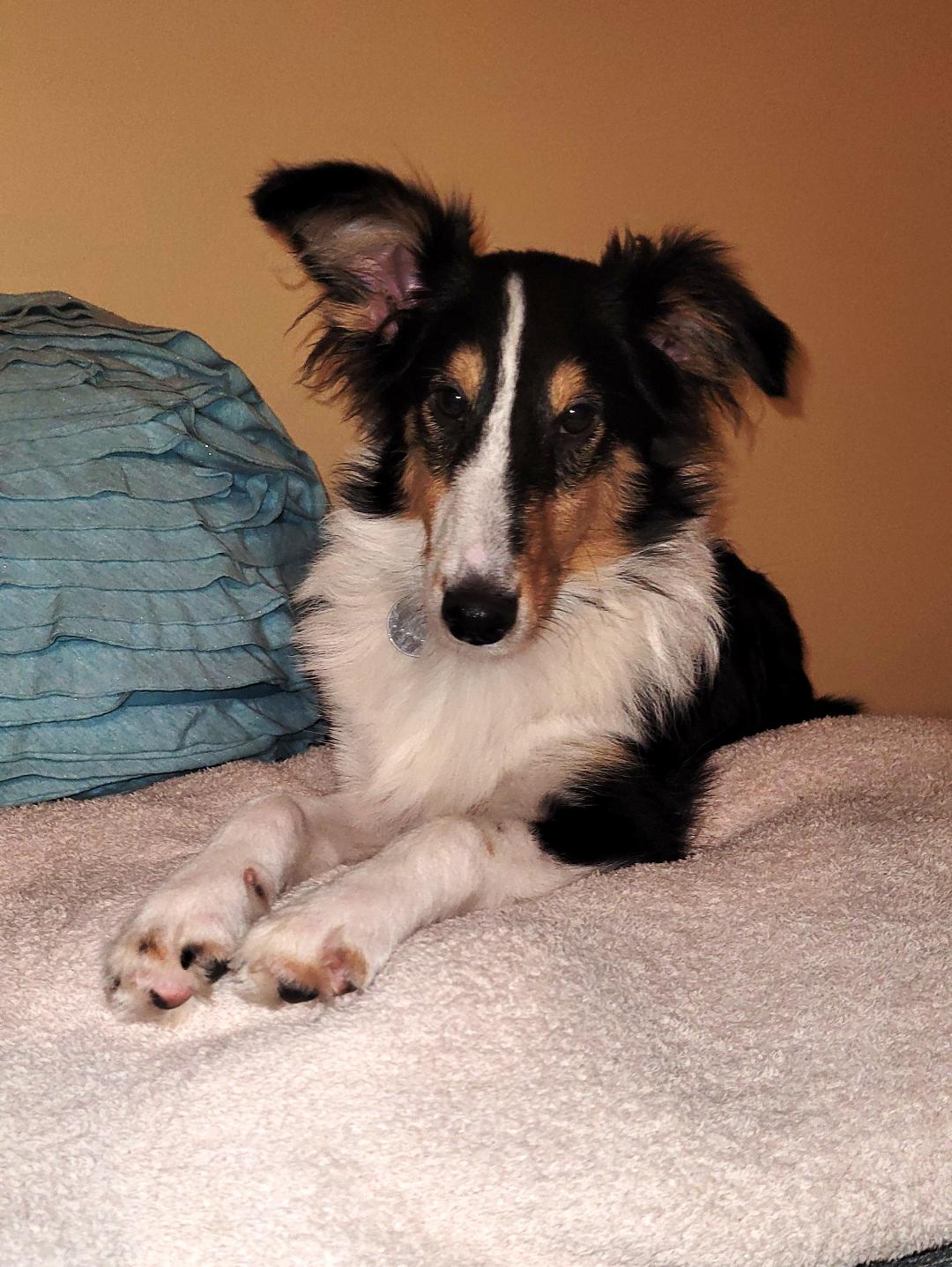 Linus, Shetland Sheepdog Sheltie