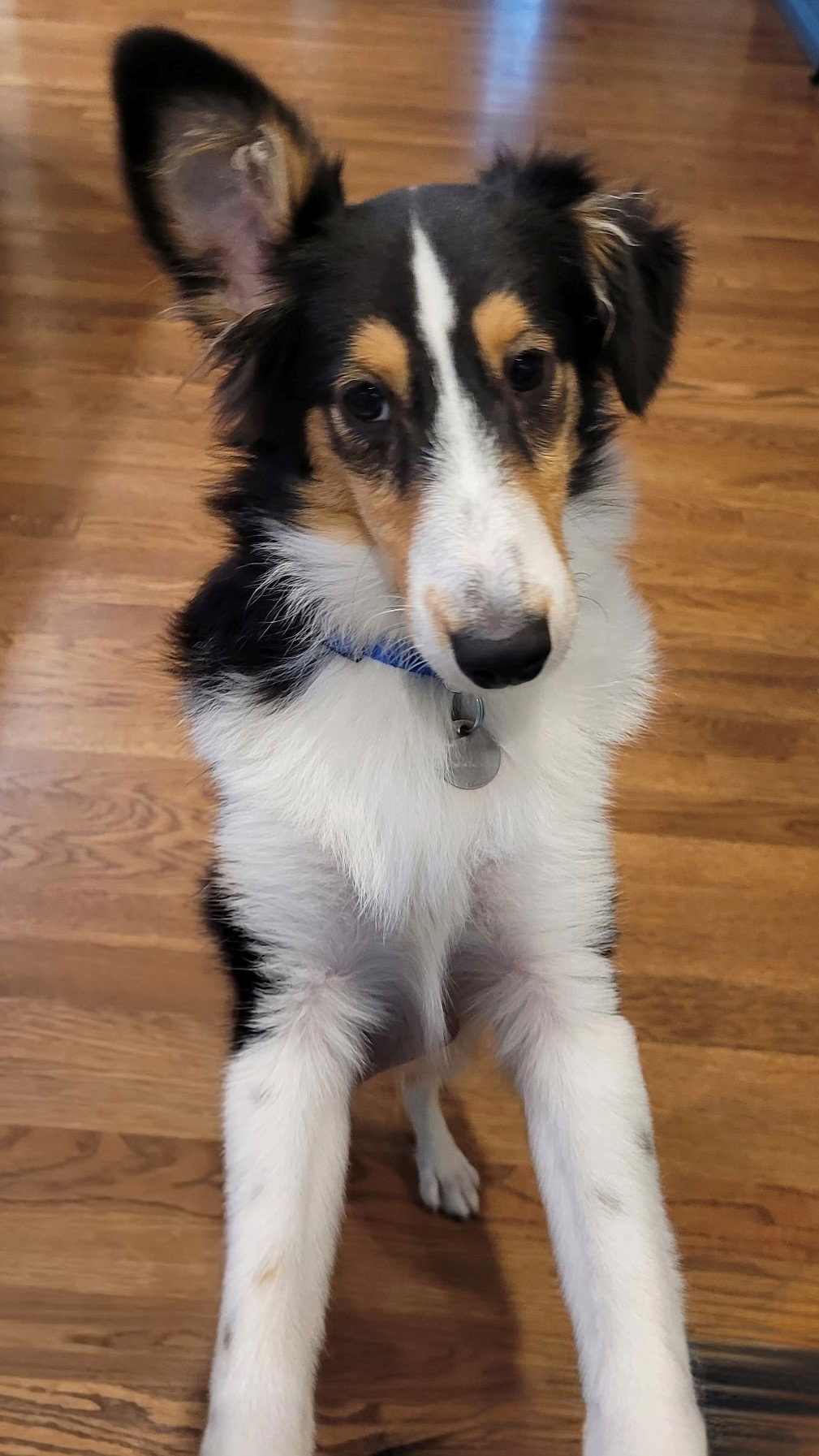Lucy, Shetland Sheepdog Sheltie