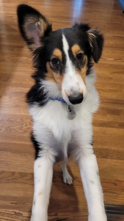 Lucy, Shetland Sheepdog Sheltie (medium coat)