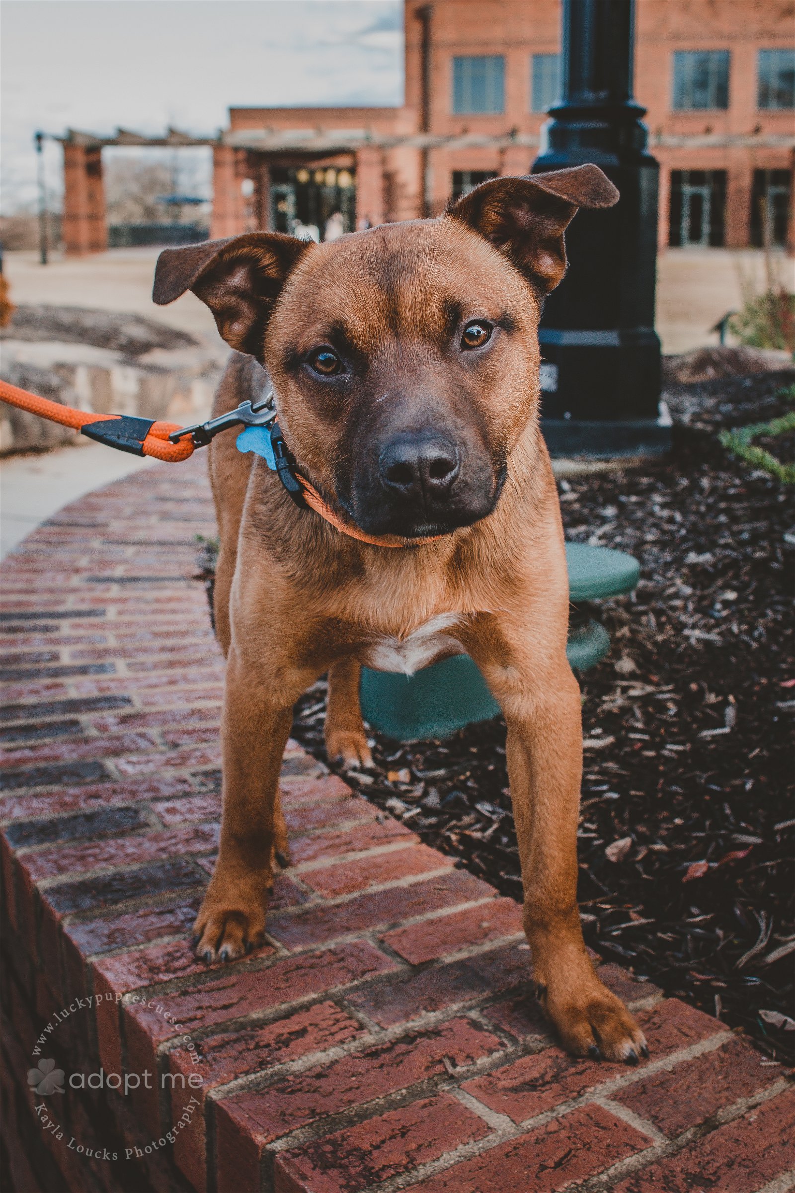 adoptable Dog in Greenville, SC named Derek