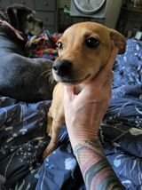 adoptable Dog in Greenville, SC named Thelma