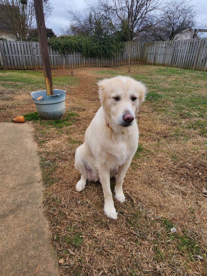 Dog for Adoption Taffy, a Great Pyrenees in Whitmire, SC Alpha Paw