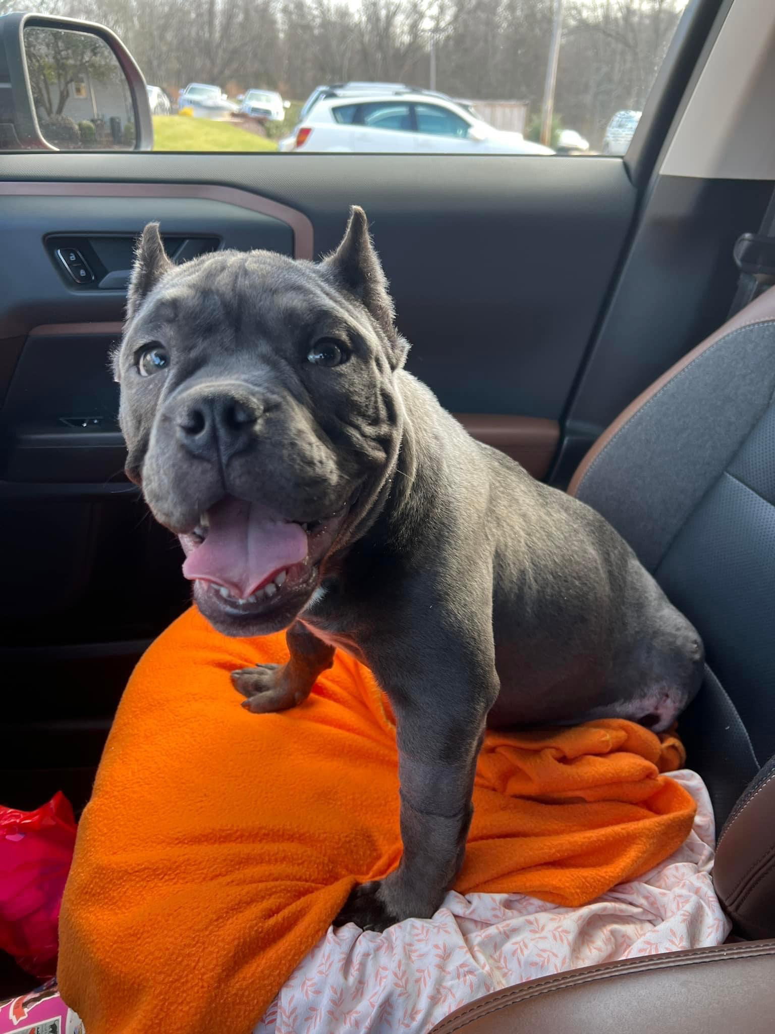 Dog for Adoption Neville, a Bulldog in Whitmire, SC Alpha Paw