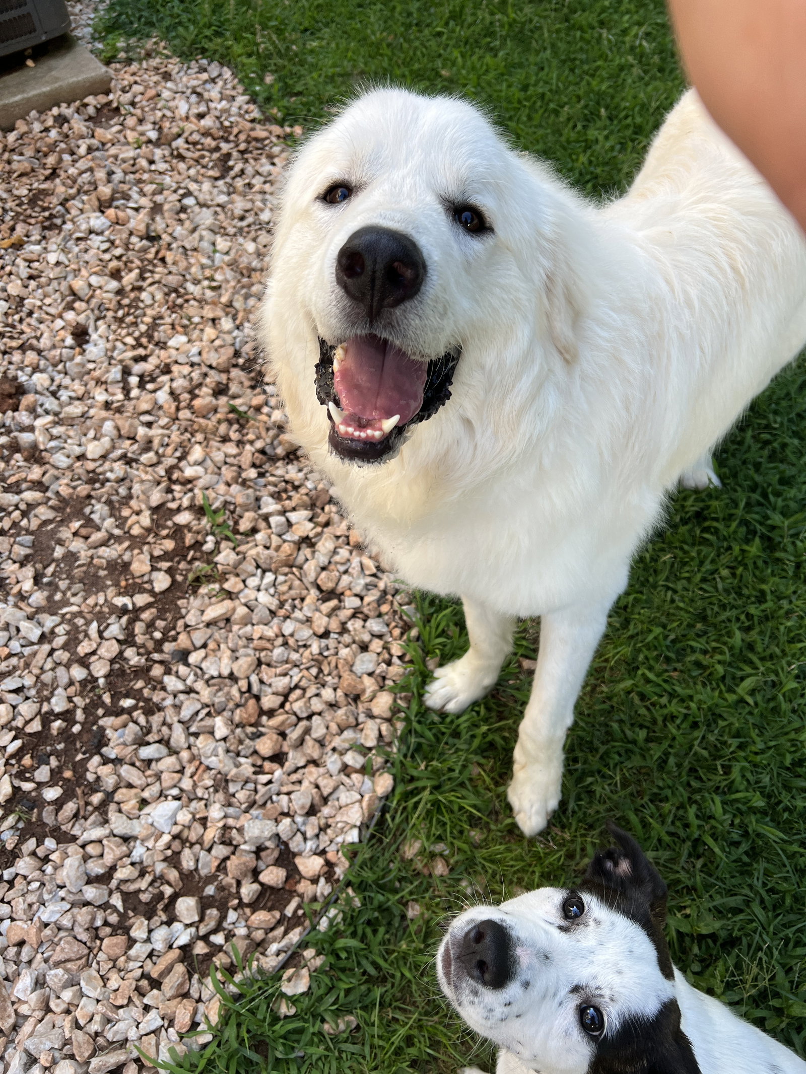 Dog for Adoption Popcorn, a Great Pyrenees in Mountain Home, NC Alpha Paw
