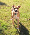 adoptable Dog in  named Scotcheroo