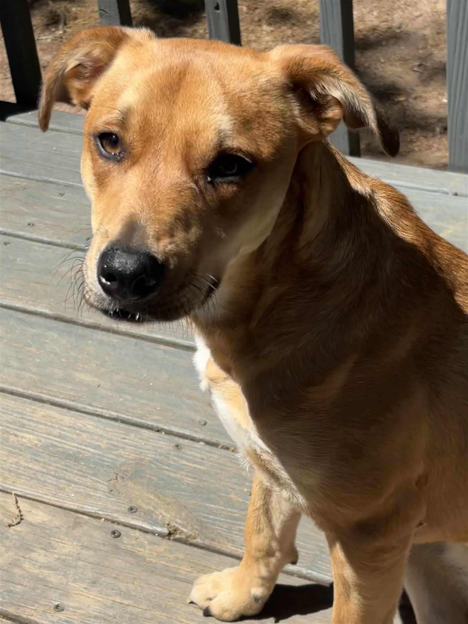 adoptable Dog in Greenville, SC named Liza