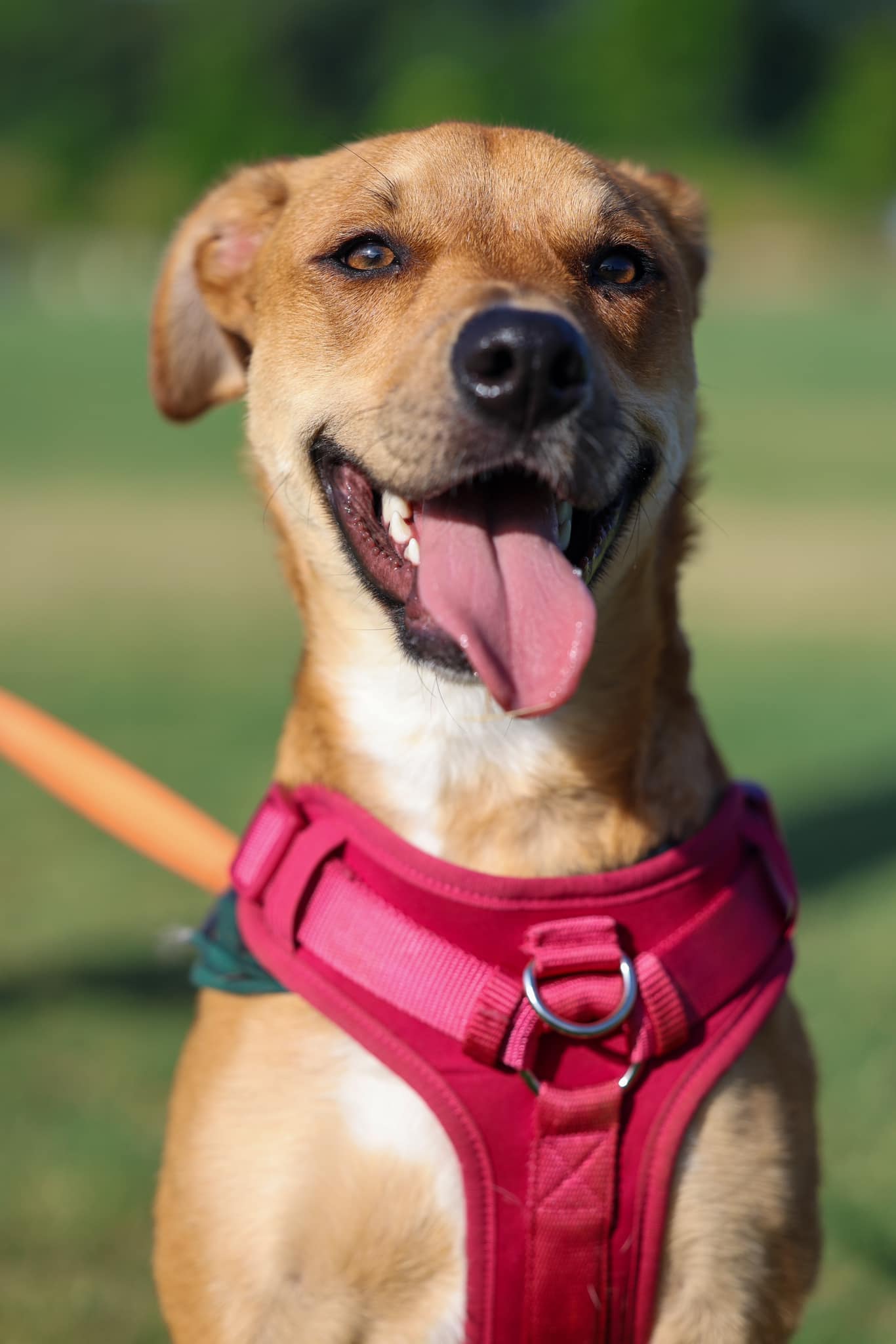 adoptable Dog in Greenville, SC named Liza