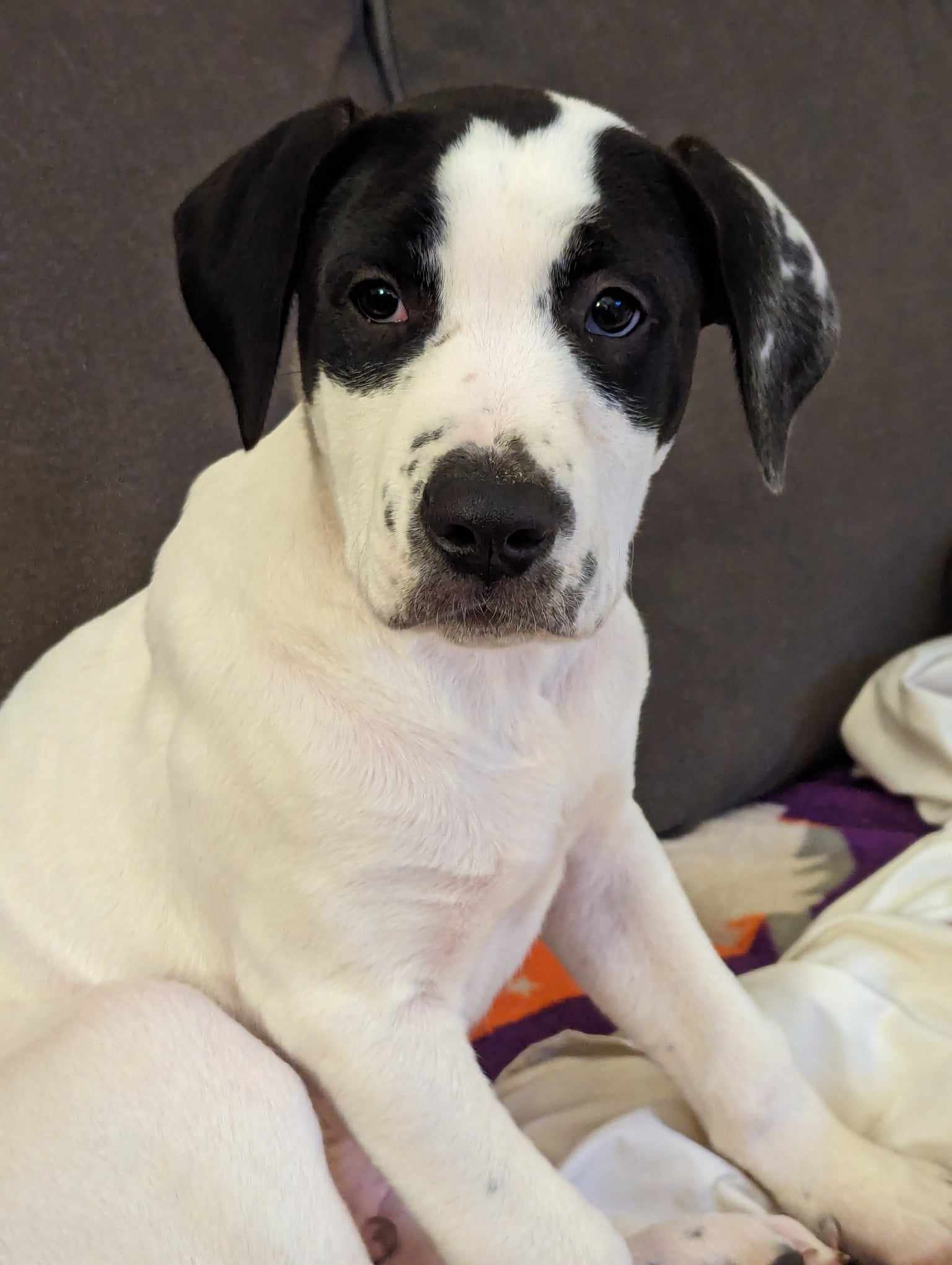 adoptable Dog in Greenville, SC named Elmer