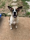 adoptable Dog in  named Dre