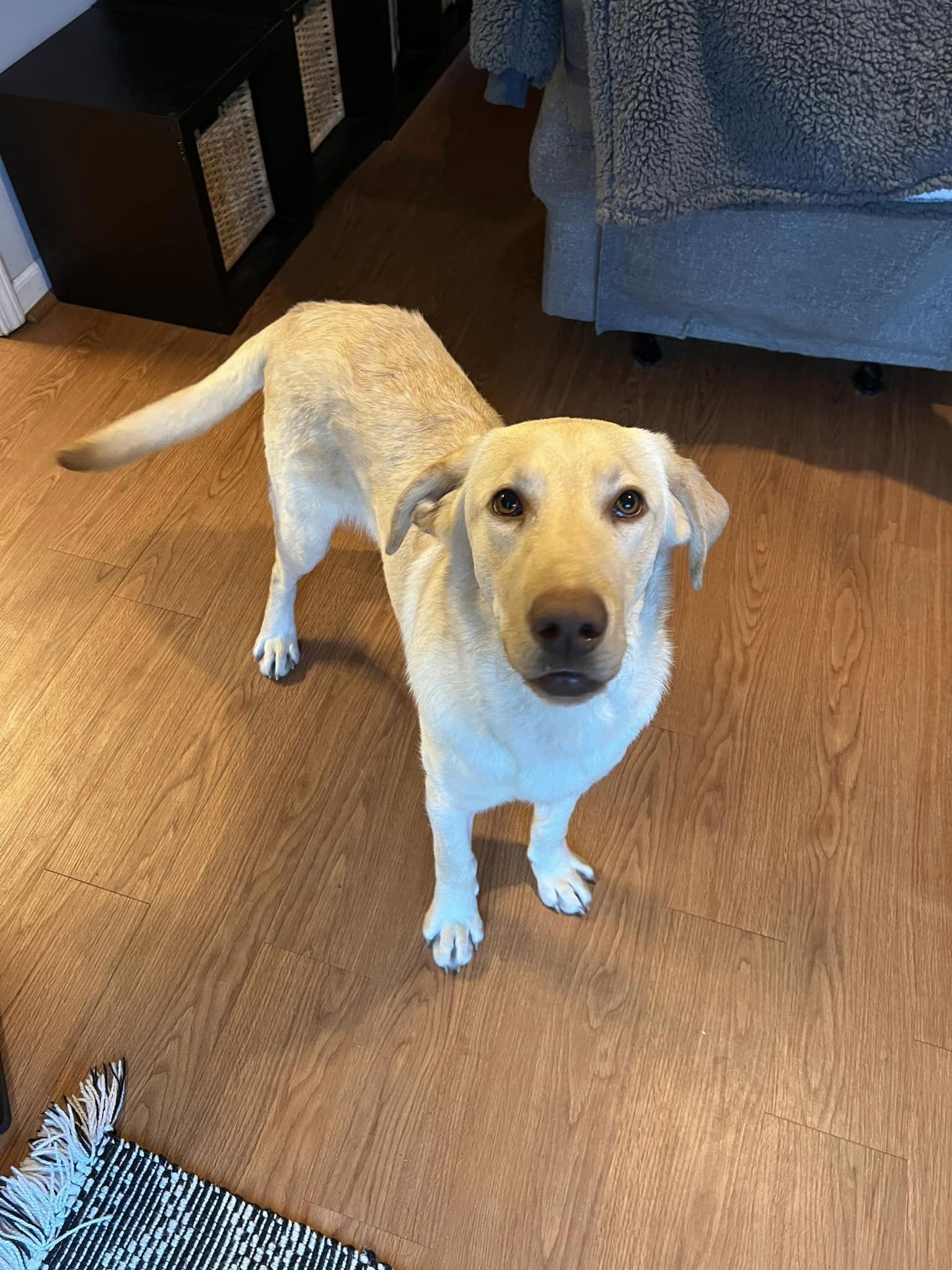 Dog for Adoption Archer, a Labrador Retriever in Greenville County