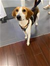 adoptable Dog in , SC named Rooster