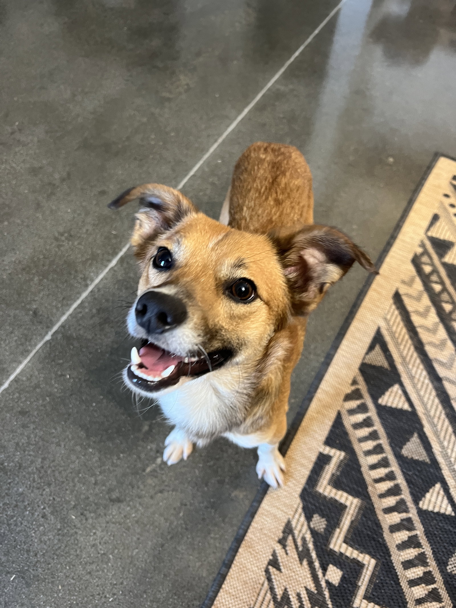 Dog adoption in Greenville, SC 29607 Feist / Collie / Mixed Dog "Ace"