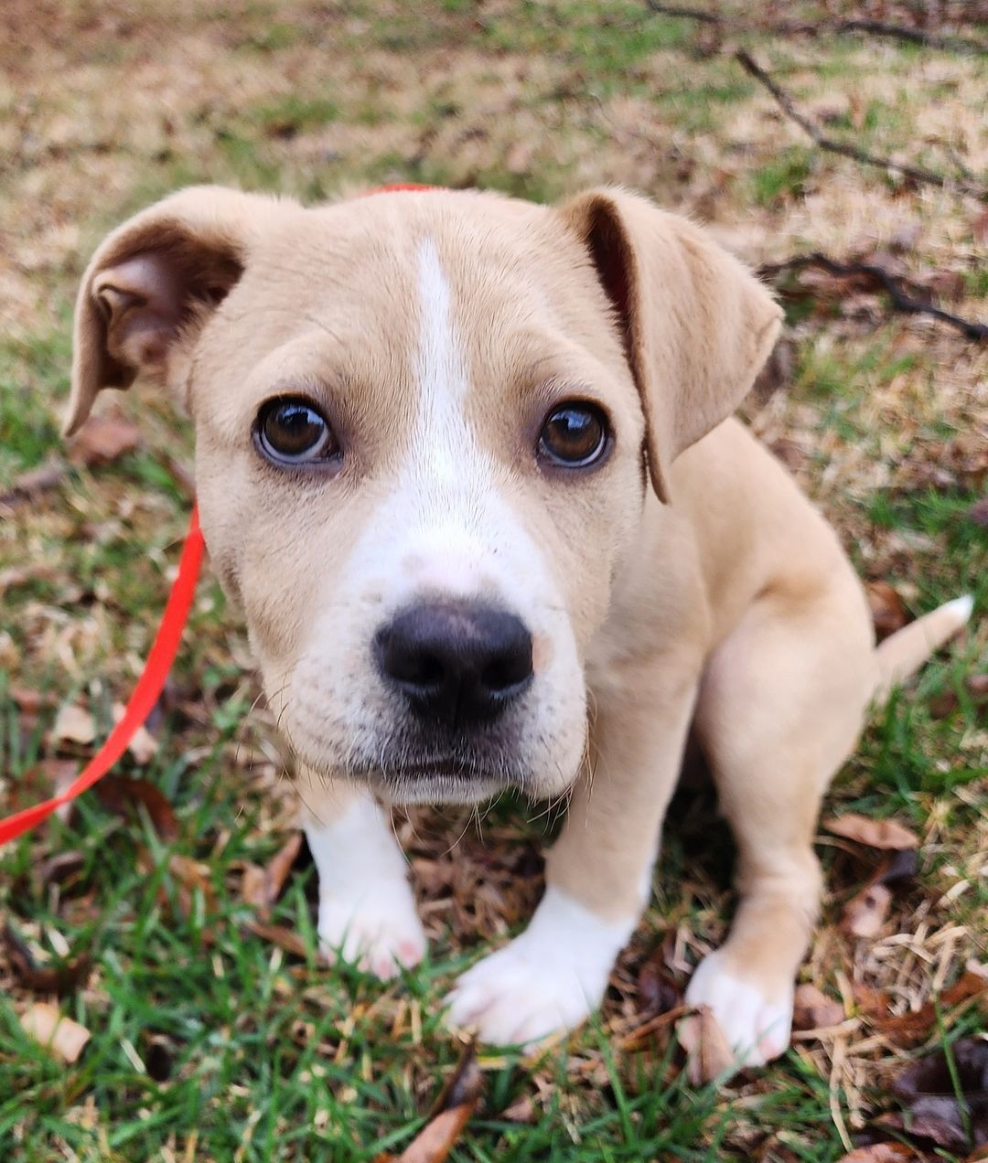 Dog adoption in Greenville, SC 29607 Terrier / Mixed Dog "Hammock"