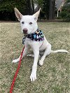 adoptable Dog in greenville, SC named Bruce