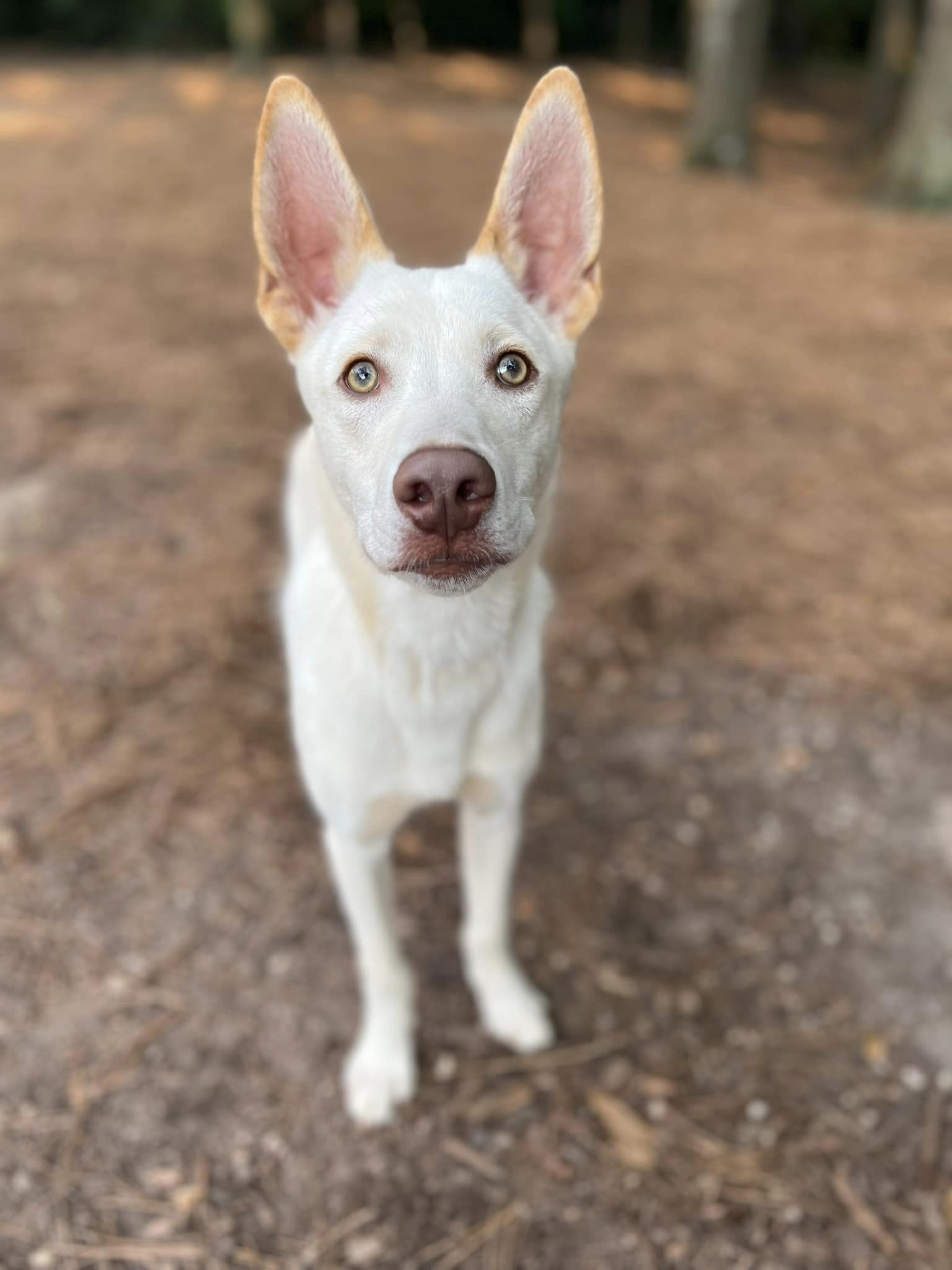 adoptable Dog in Greenville, SC named Bruce