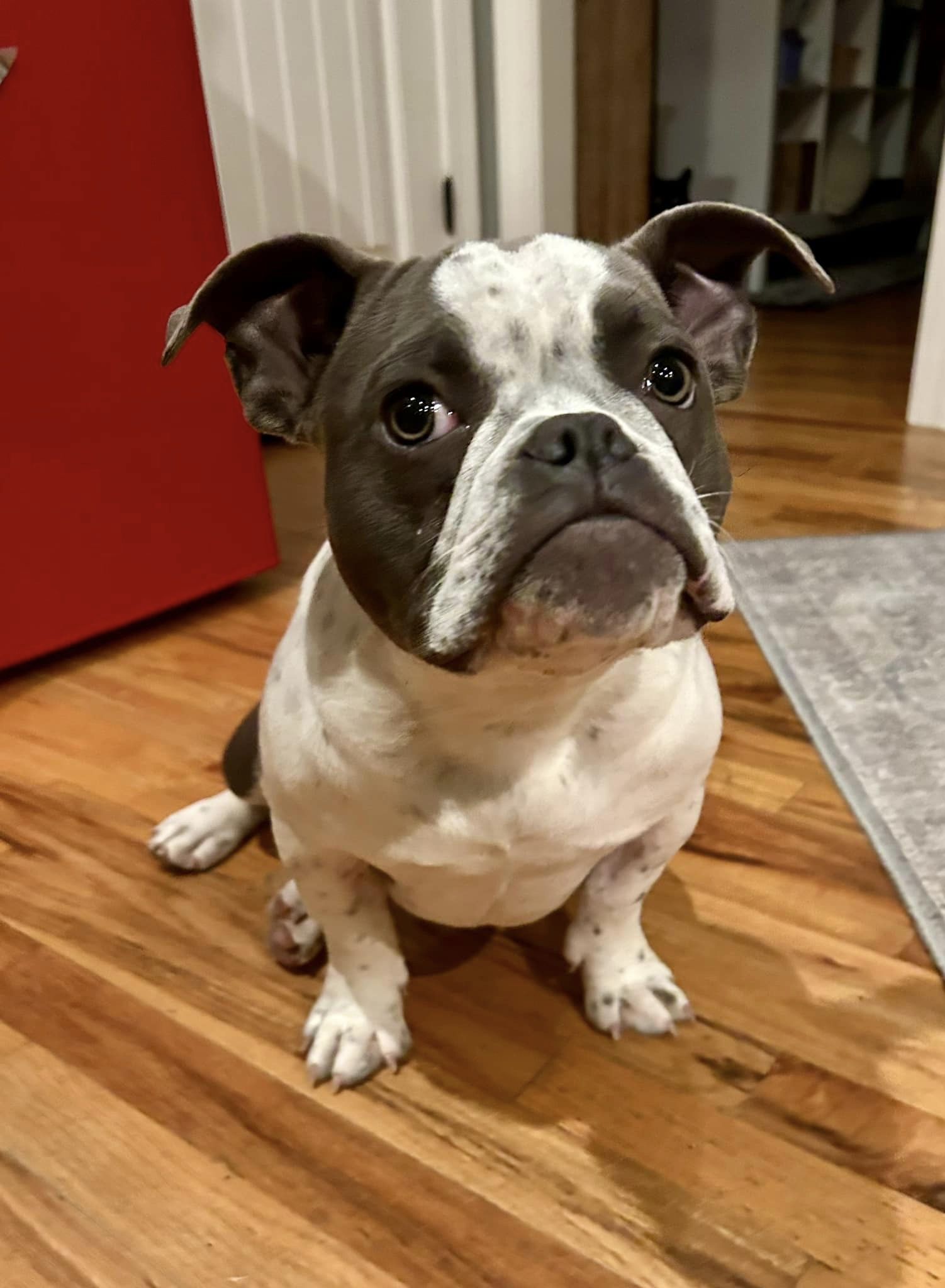 Dog for Adoption Raffi, a Bulldog in Greenville County, SC Alpha Paw