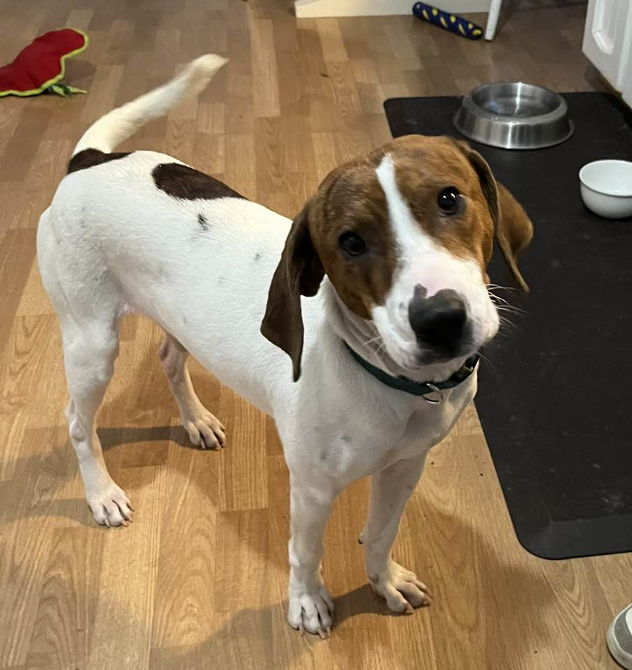 Dog adoption in Greenville, SC 29607 Treeing Walker Coonhound Dog "Tip"