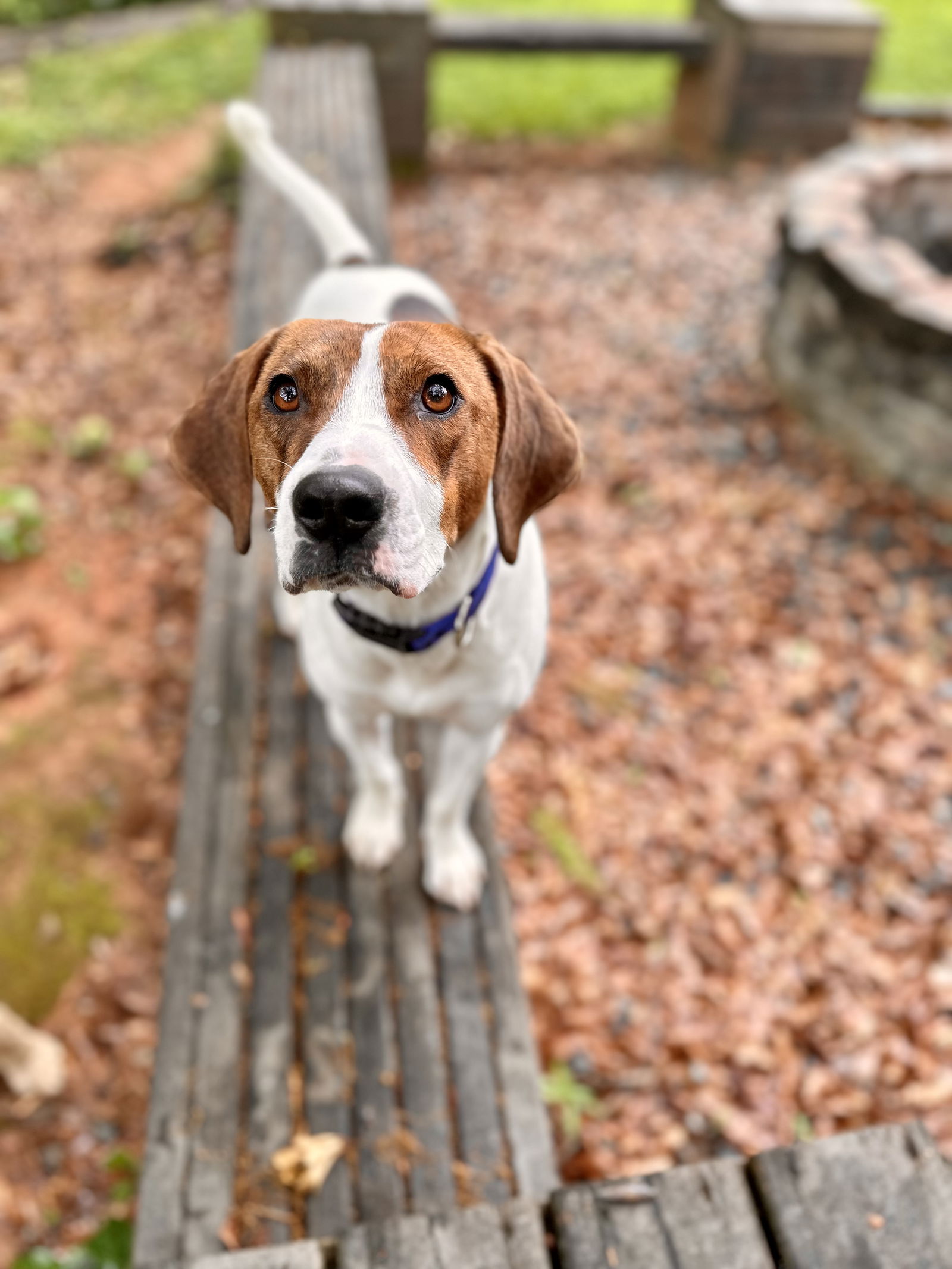 adoptable Dog in Greenville, SC named Tip