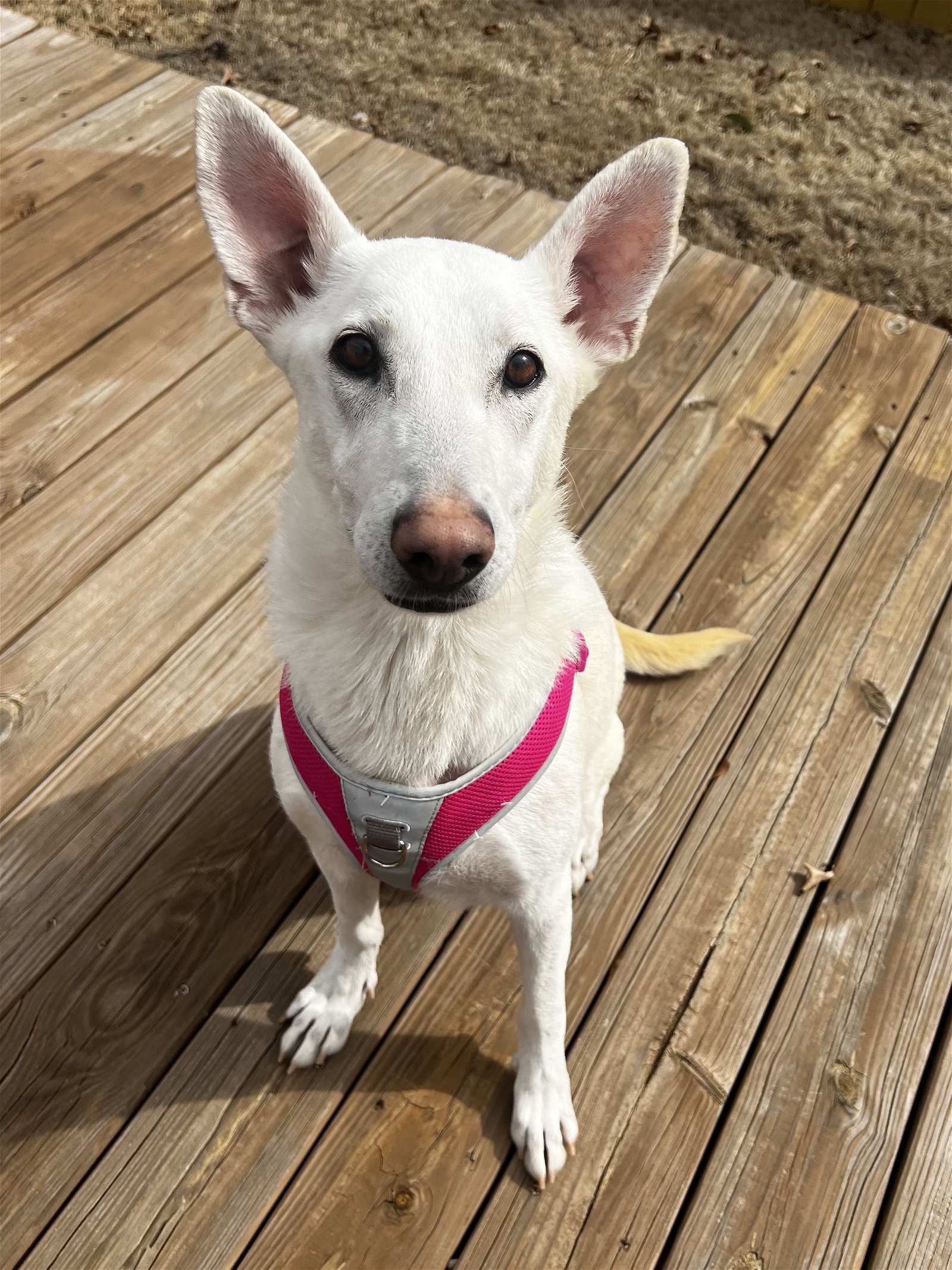adoptable Dog in Greenville, SC named Eahba (ey-va)