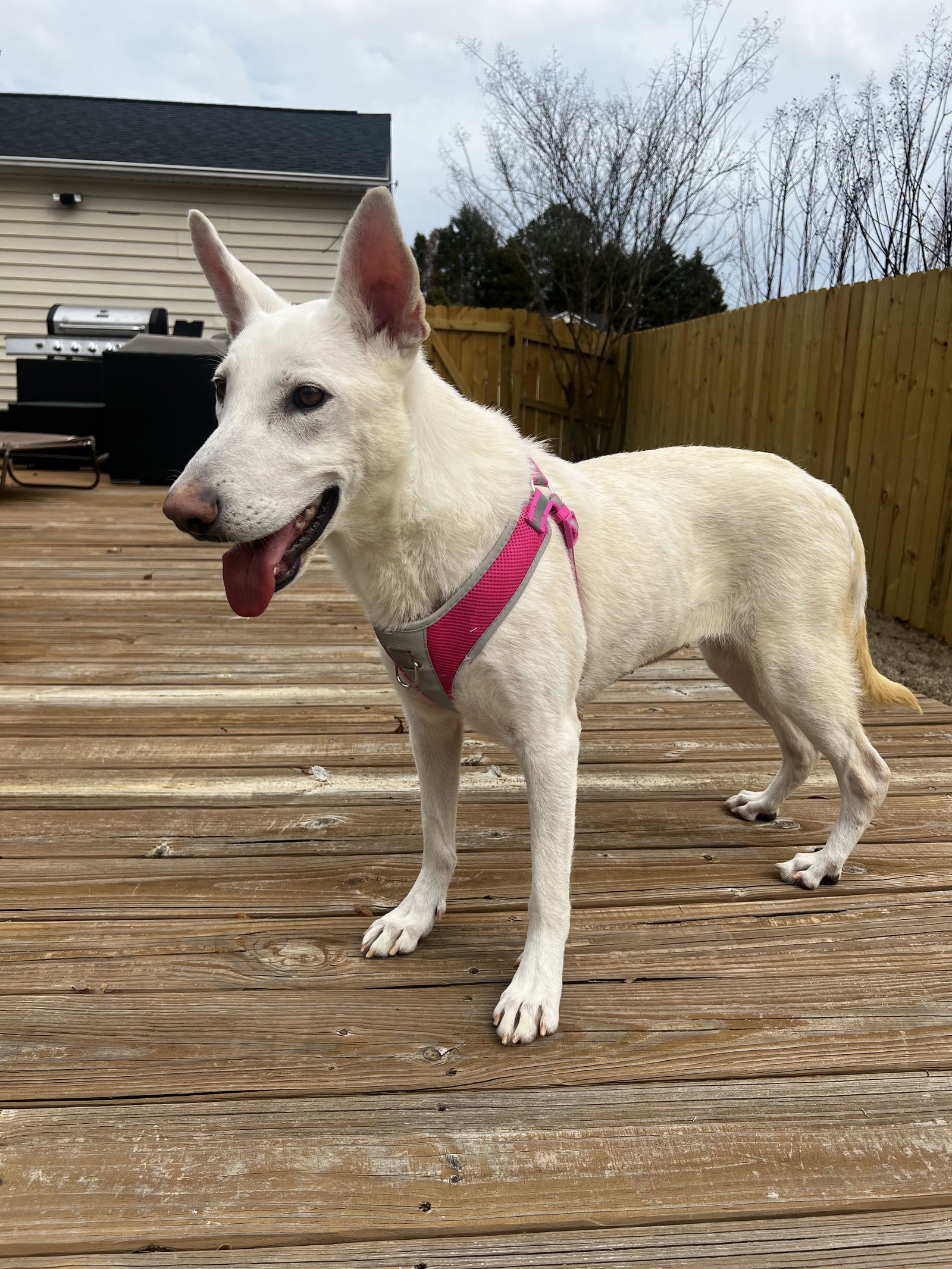 Dog for Adoption Eahba (eyva), a German Shepherd Dog in Greenville
