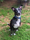 adoptable Dog in Greenville, SC named Panda