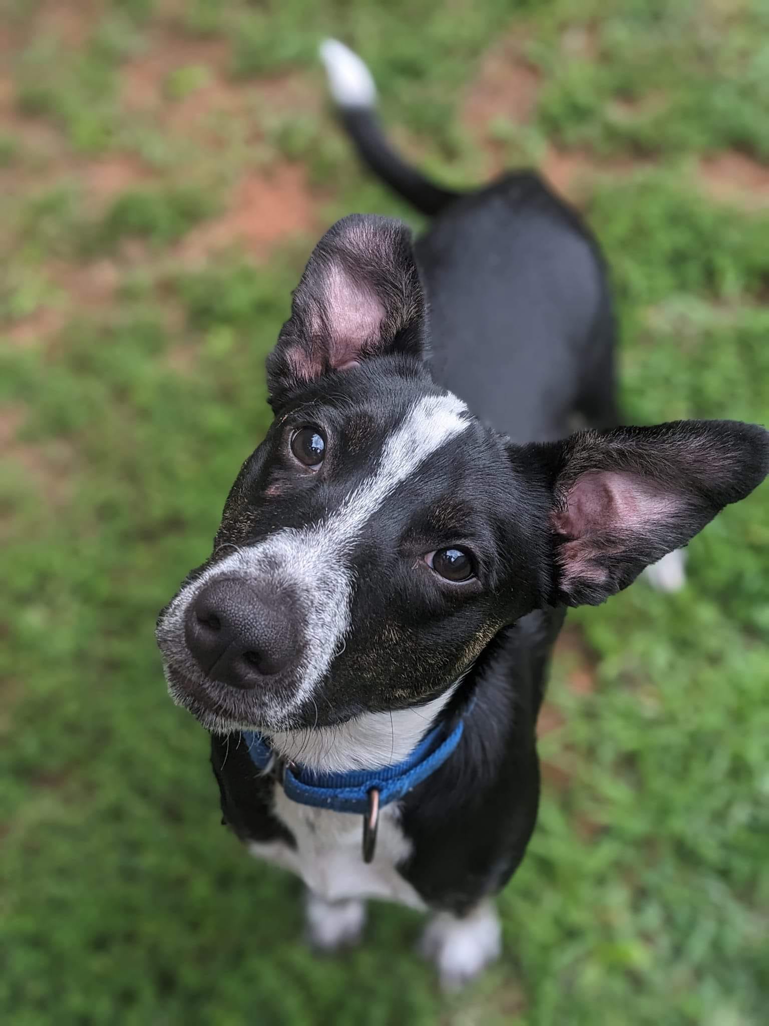 adoptable Dog in Greenville, SC named Panda