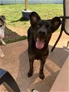 adoptable Dog in gree, SC named Sunday