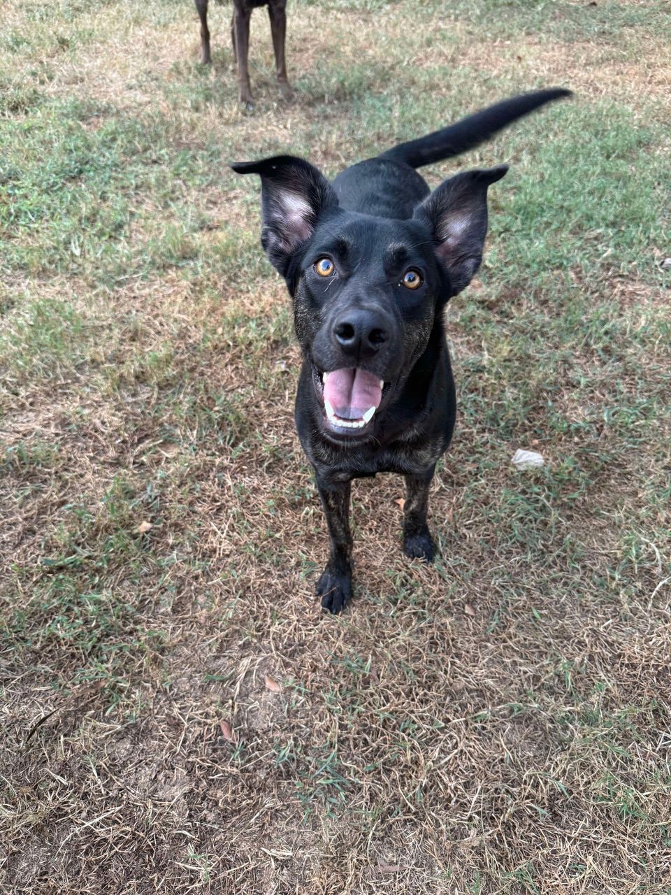 adoptable Dog in Greenville, SC named Sunday