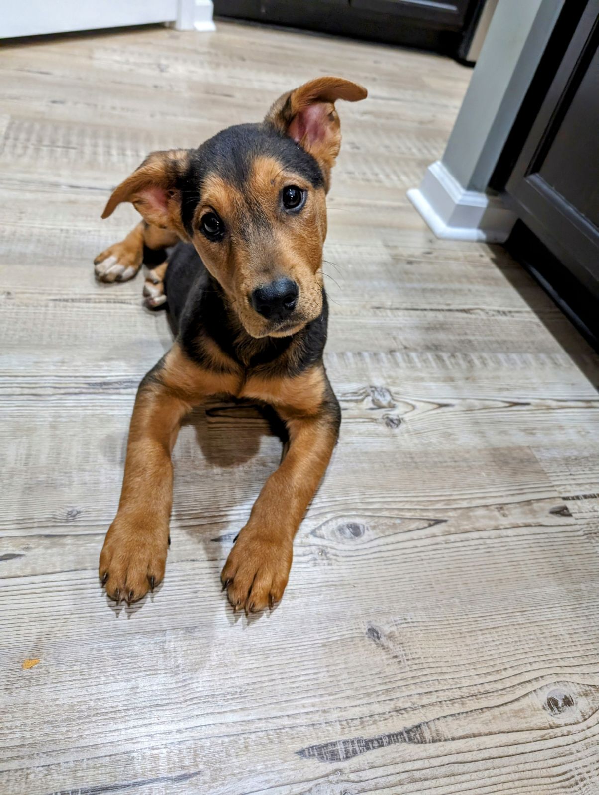 Dog for Adoption Freemont, a Shepherd in Greenville, SC Alpha Paw