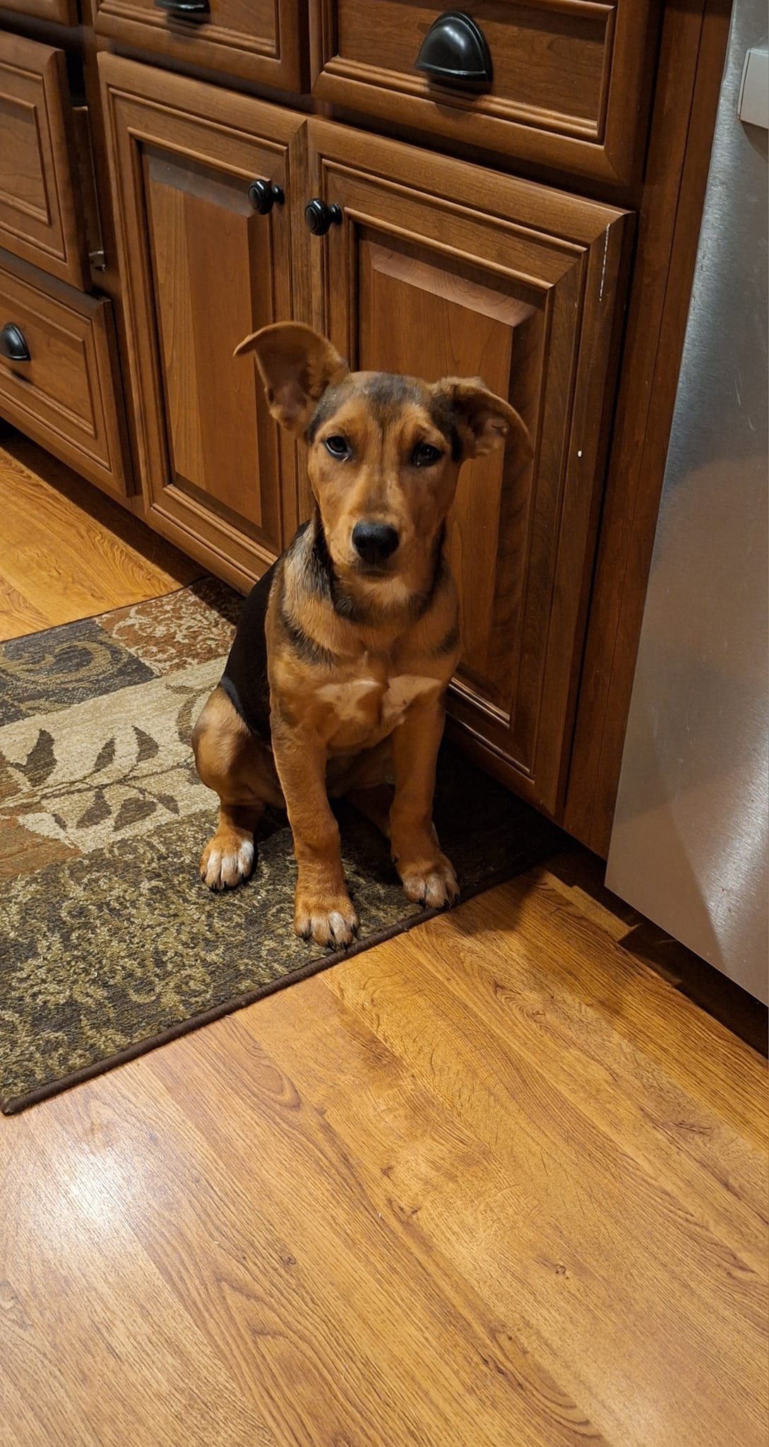 adoptable Dog in Greenville, SC named Riverdale