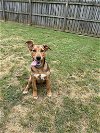 adoptable Dog in gree, SC named Riverdale