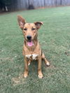 adoptable Dog in Greenville, SC named Riverdale