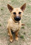 adoptable Dog in greenville, SC named Spur