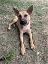 adoptable Dog in , SC named Spur