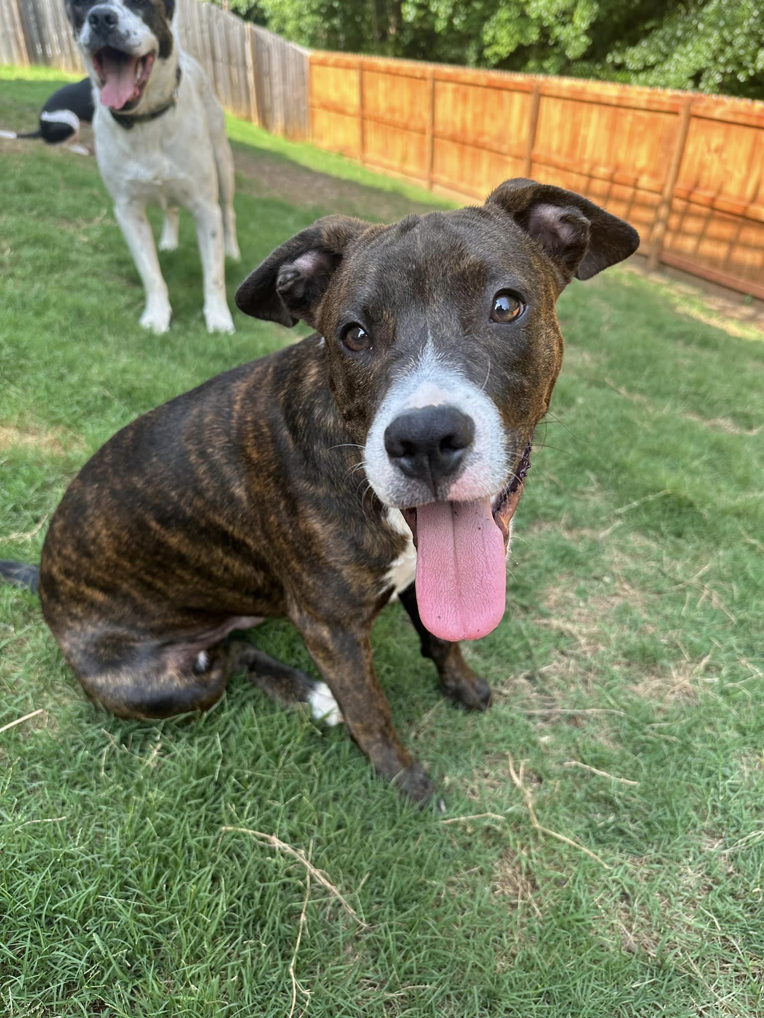 adoptable Dog in Greenville, SC named Amos