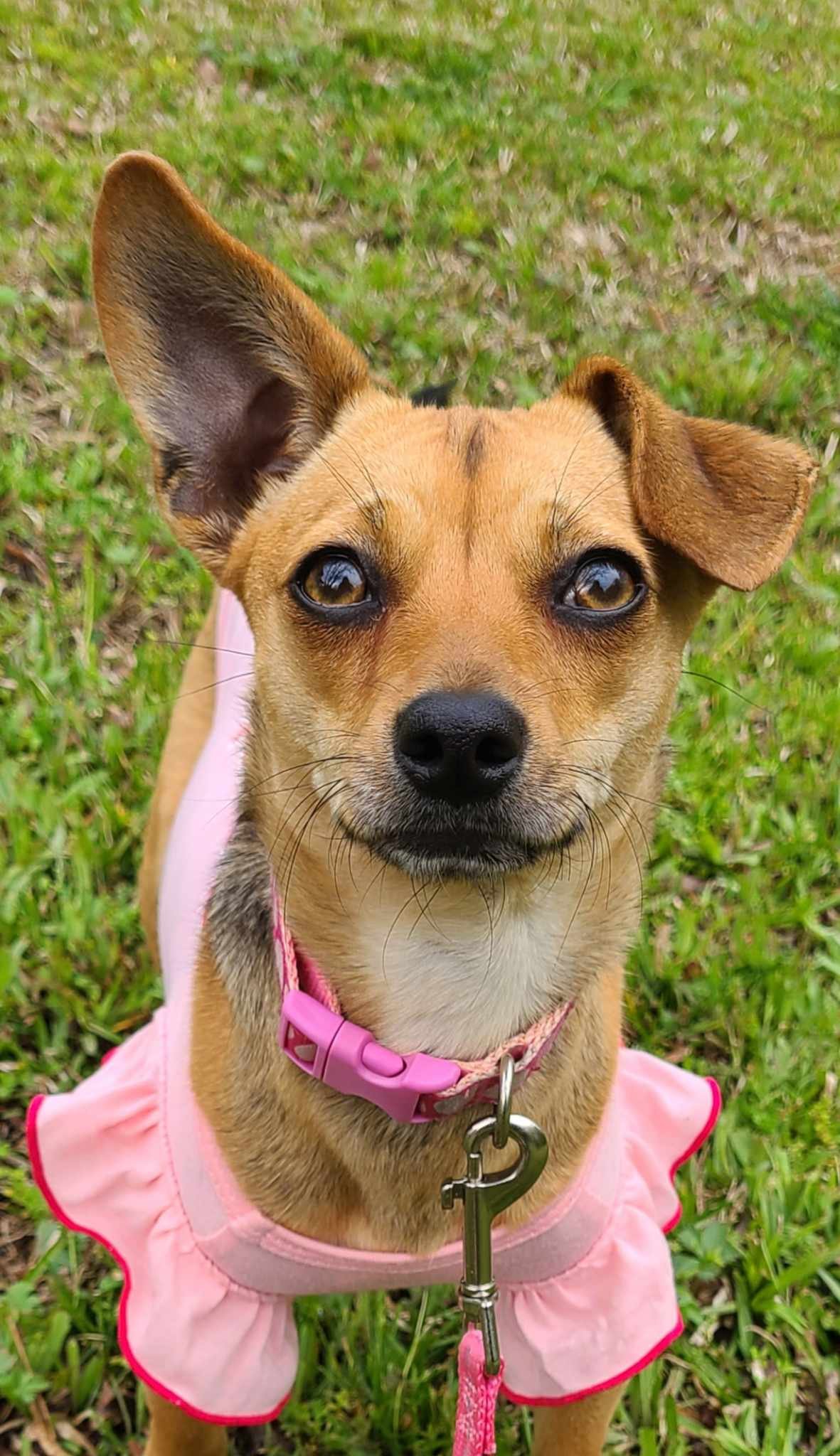 adoptable Dog in Greenville, SC named Leah