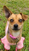 adoptable Dog in gree, SC named Leah