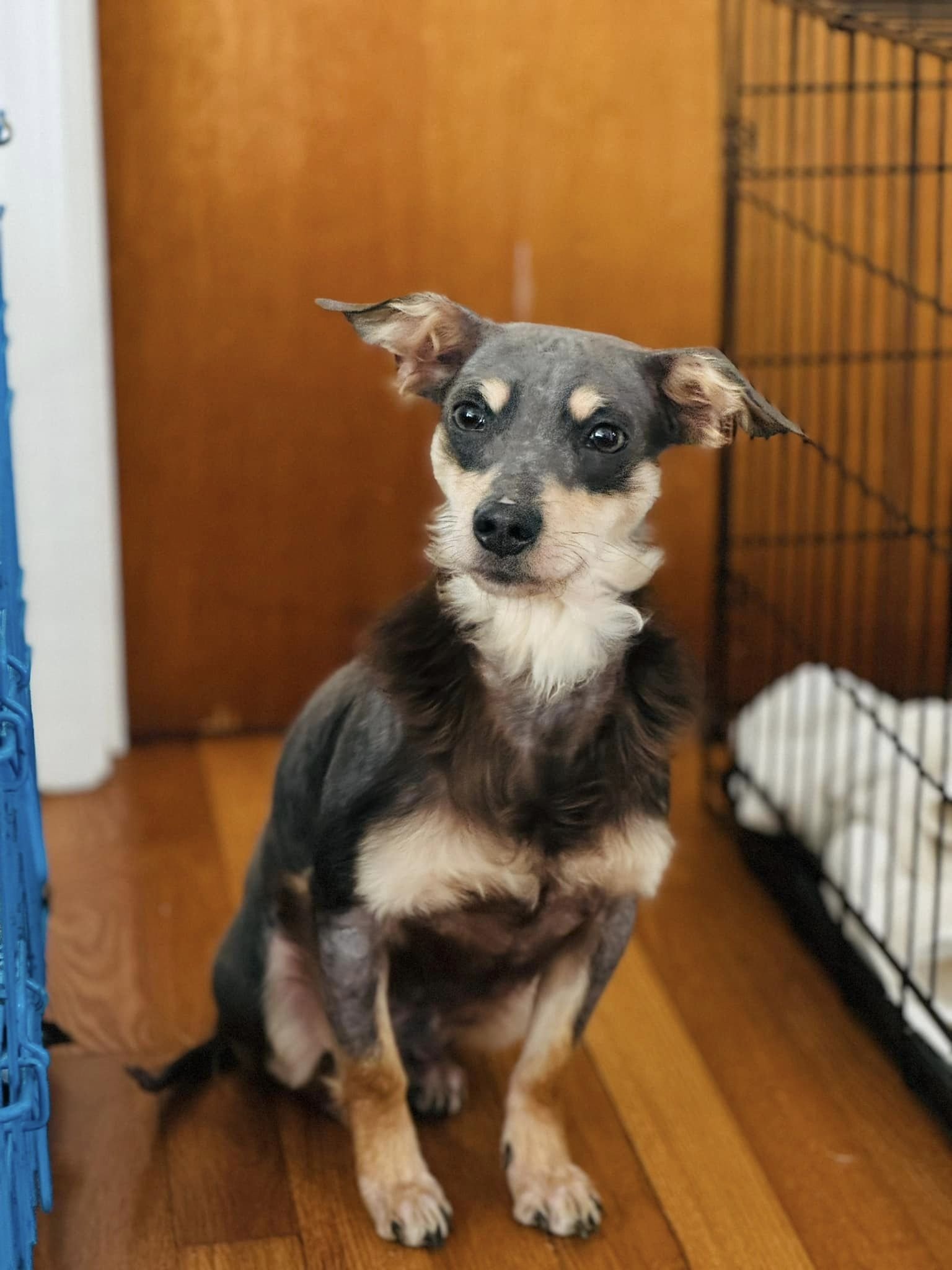 adoptable Dog in Greenville, SC named Pencil