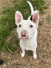 adoptable Dog in greenville, SC named Toby