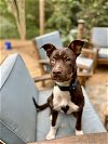 adoptable Dog in greenville, SC named Elodie